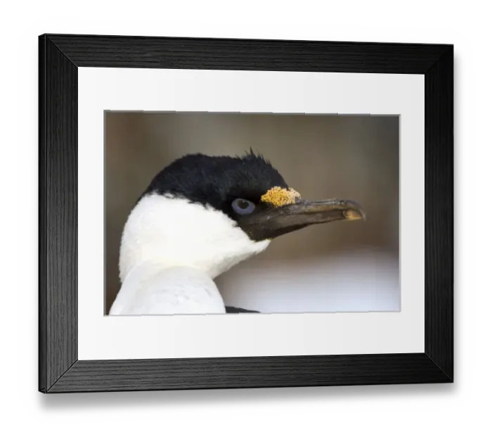 Framed Print : A blue-eyed shag in Antarctica Framed Print : A blue-eyed shag in Antarctica