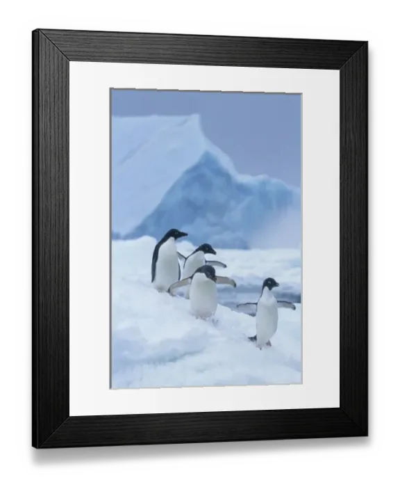 Framed Print : Adelie Penguins (Pygoscelis adeliae) on ice, Antarctica Framed Print : Adelie Penguins (Pygoscelis adeliae) on ice, Antarctica