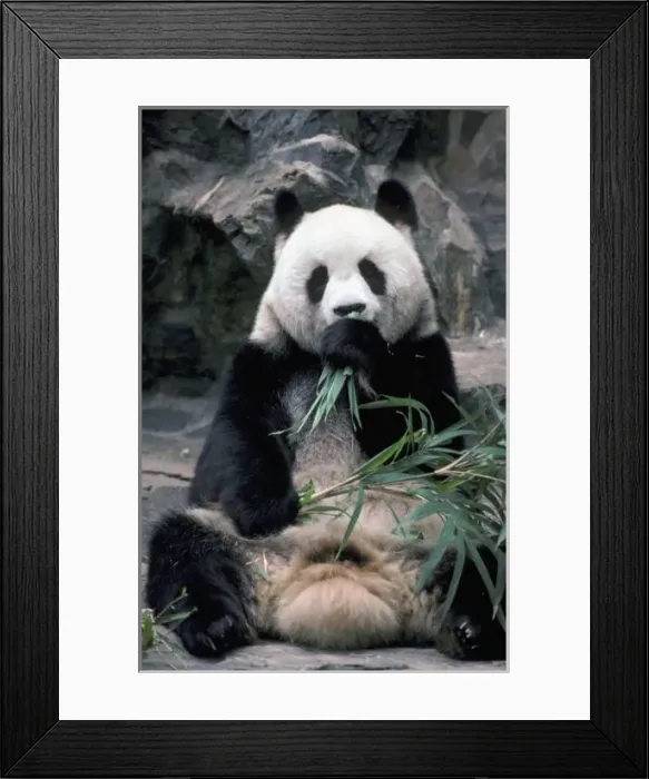 Framed Print : Asia, China, Chundu