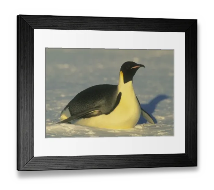 Framed Print : Emperor Penguin Framed Print : Emperor Penguin