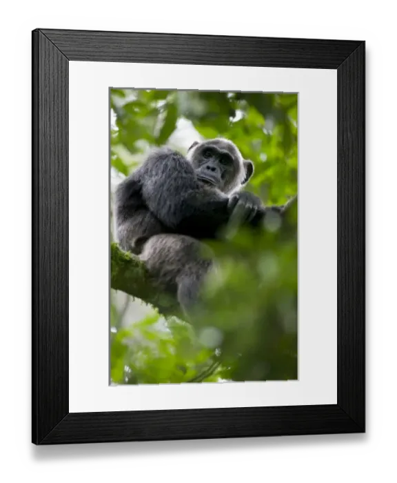 Framed Print : Africa, Uganda, Kibale Forest Reserve, Portrait of adult Chimpanzee (Pan troglodytes) Framed Print : Africa, Uganda, Kibale Forest Reserve, Portrait of adult Chimpanzee (Pan troglodytes)