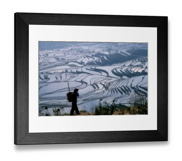 Framed Print : Hani girl carrying basket with rice terrace, Yuanyang, Yunnan Province, China (MR) Framed Print : Hani girl carrying basket with rice terrace, Yuanyang, Yunnan Province, China (MR)