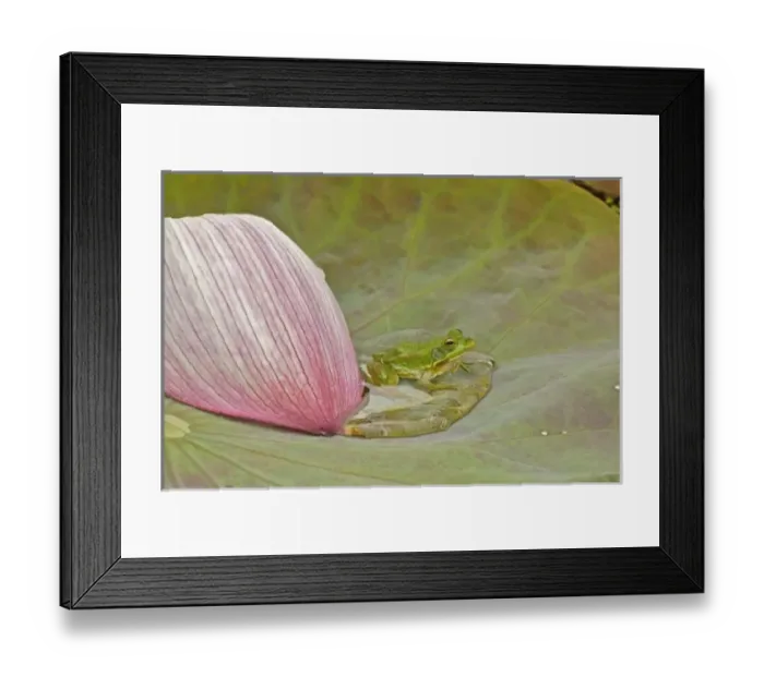 Framed Print : Frog and lotus Framed Print : Frog and lotus