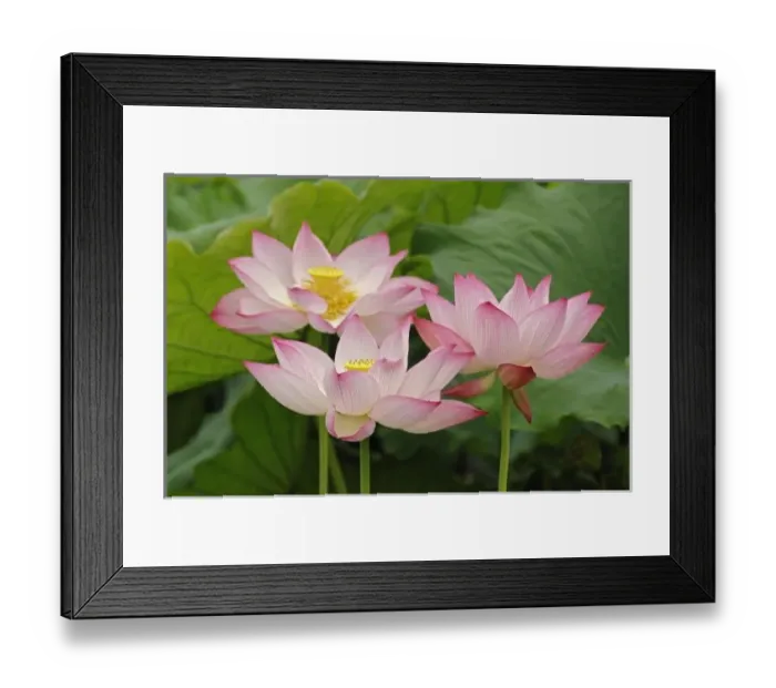 Framed Print : Lotus flower, Nelumbo nucifera, China Framed Print : Lotus flower, Nelumbo nucifera, China