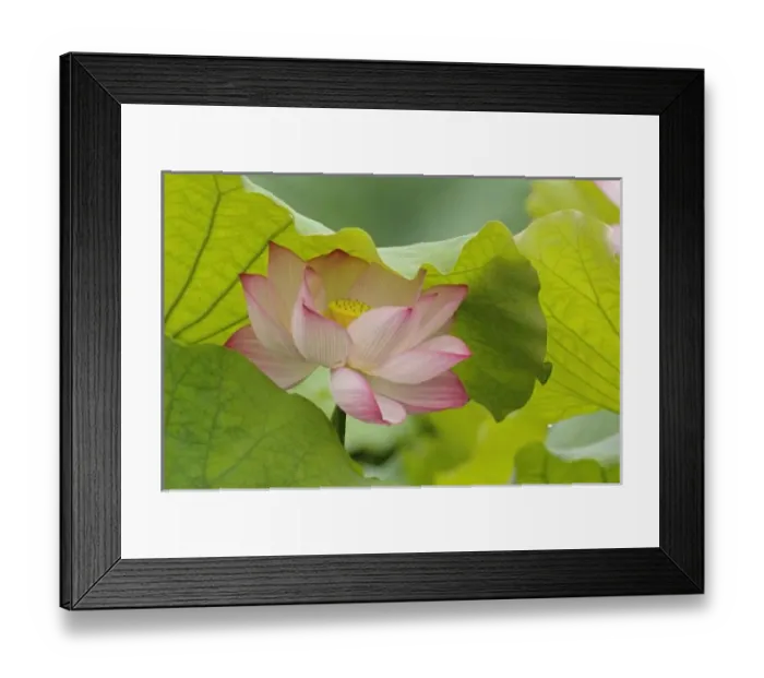 Framed Print : Asia, China