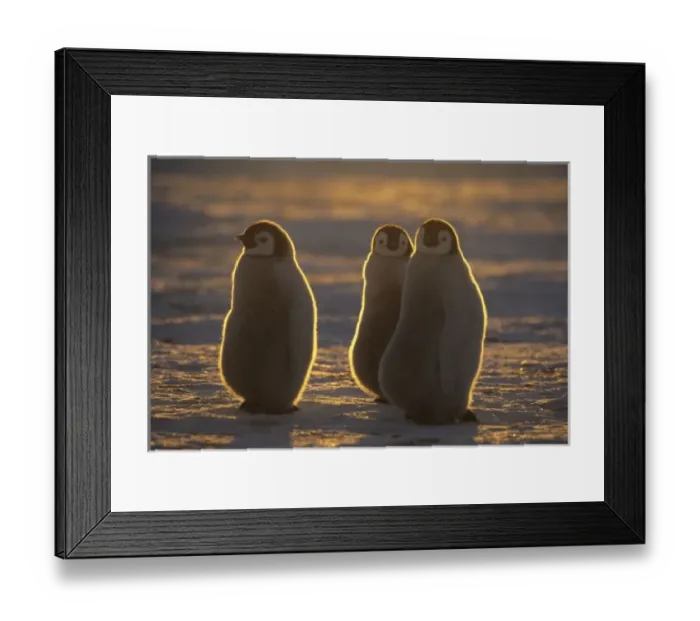 Framed Print : Emperor Penguins, (Aptenodytes forsteri), Chicks at Atka Bay, Antarctica Framed Print : Emperor Penguins, (Aptenodytes forsteri), Chicks at Atka Bay, Antarctica