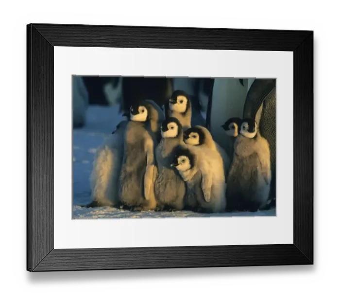 Framed Print : Emperor Penguin Framed Print : Emperor Penguin