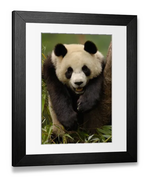 Framed Print : Asia, China Framed Print : Asia, China