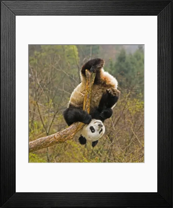 Framed Print : Wolong Panda Reserve, China, 2 1  /  2 yr old panda upside down on tree snag