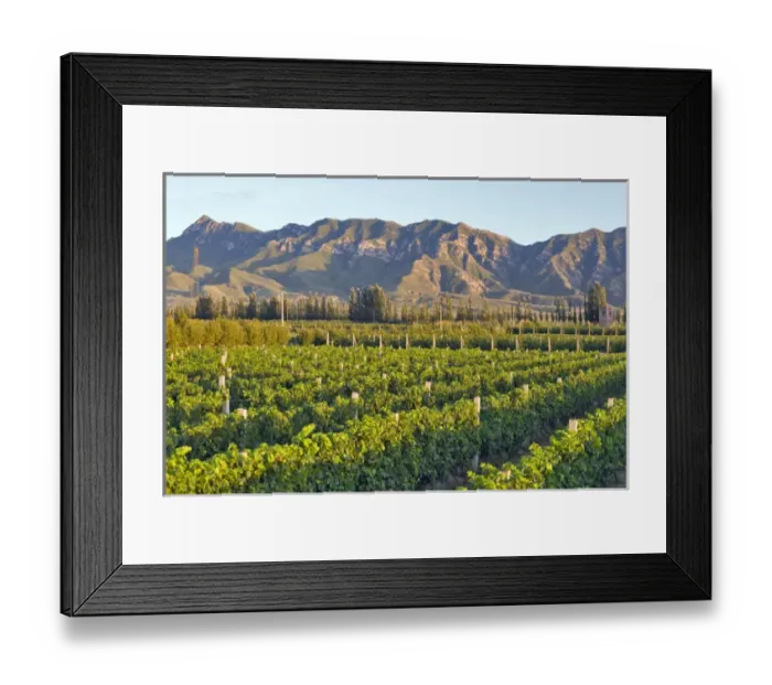 Framed Print : Cabernet Sauvignon vines in Huailai Rongchen vineyard near Guanting Lake, Hebei Province Framed Print : Cabernet Sauvignon vines in Huailai Rongchen vineyard near Guanting Lake, Hebei Province
