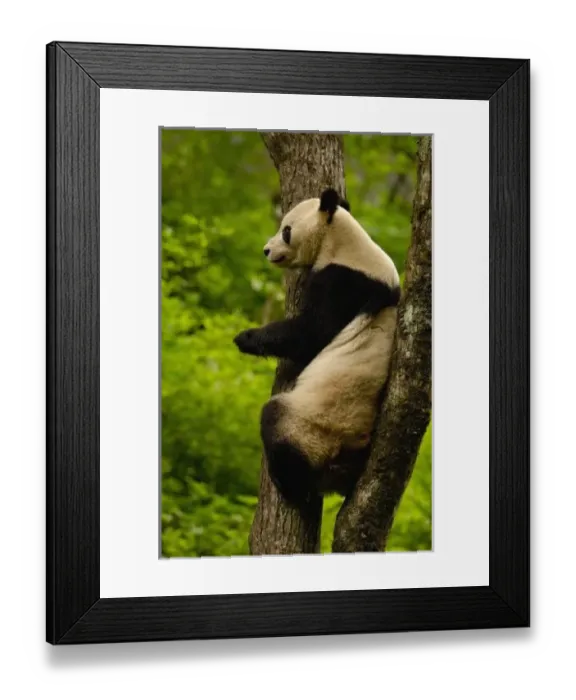 Framed Print : Giant panda (Ailuropoda Framed Print : Giant panda (Ailuropoda