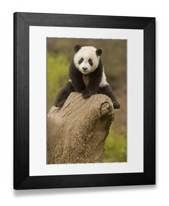 Framed Print : Asia, China