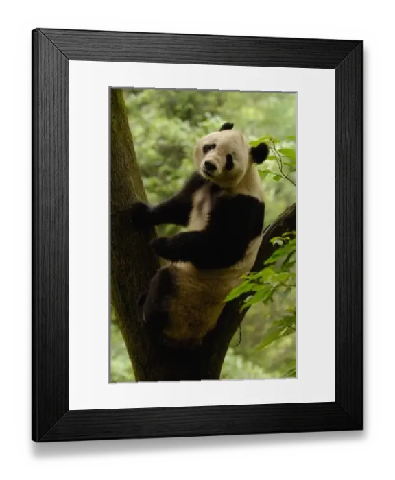 Framed Print : Giant panda (Ailuropoda melanoleuca) Family: Ailuropodidae. Wolong China Conservation Framed Print : Giant panda (Ailuropoda melanoleuca) Family: Ailuropodidae. Wolong China Conservation
