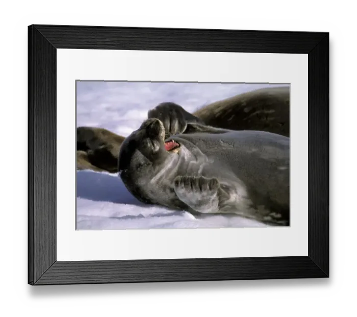 Framed Print : Antarctica, Nelson Island. Southern Furl seal Framed Print : Antarctica, Nelson Island. Southern Furl seal