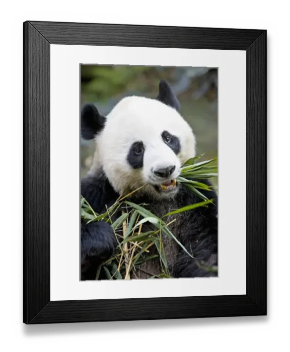 Framed Print : Panda eating bamboo shoots ( Alluropoda Melanoleuca ) at a Panda reserve Unesco World Heritage site