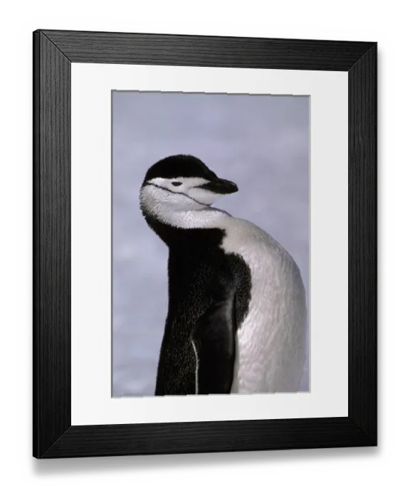 Framed Print : Antarctica. Chinstrap penguin Framed Print : Antarctica. Chinstrap penguin