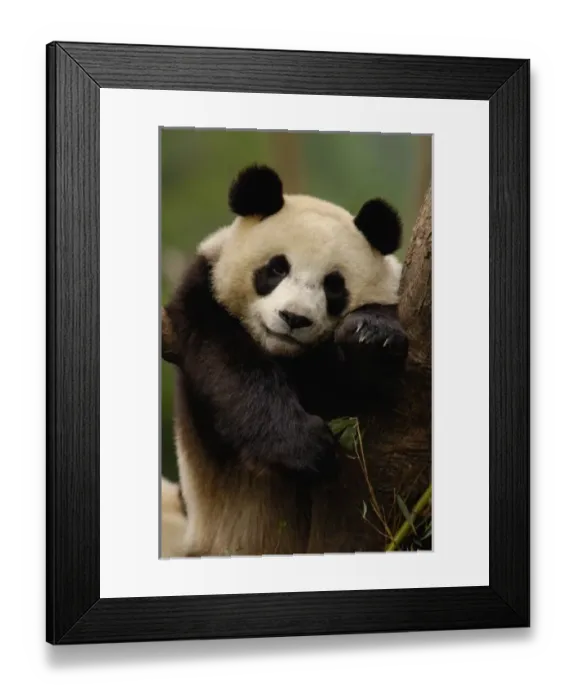 Framed Print : Asia, China Framed Print : Asia, China