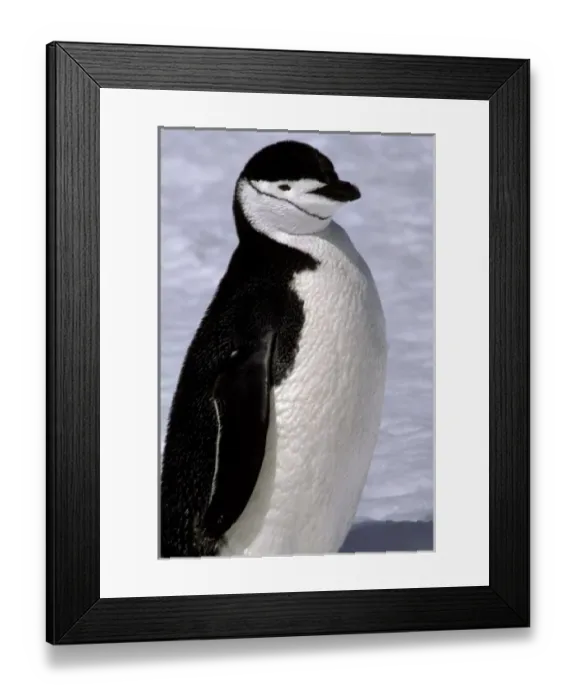 Framed Print : Antarctica. Chinstrap penguin Framed Print : Antarctica. Chinstrap penguin