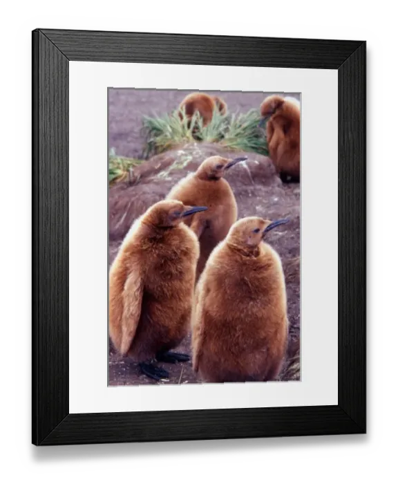 Framed Print : Salisbury Plain, South Georgia: Juvenile King Penguins (Aptenodytes Patagonicus) Framed Print : Salisbury Plain, South Georgia: Juvenile King Penguins (Aptenodytes Patagonicus)