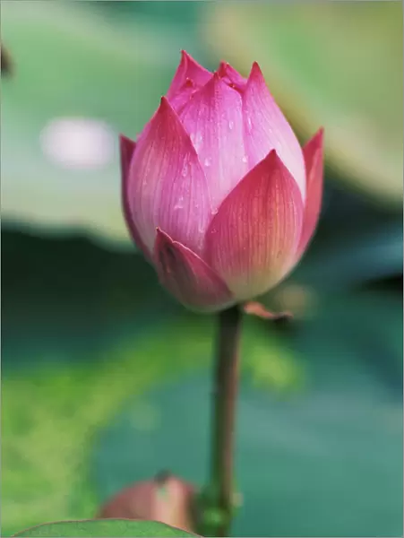 Lotus flower bud, Hangzhou, Zhejiang Province, China