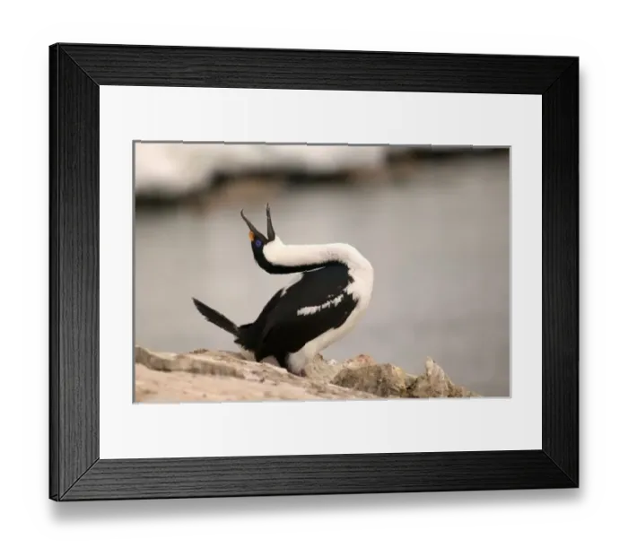 Framed Print : Blue-Eyed Shag in nesting colony Petermann Island, Antarctica Penninsula - Mating