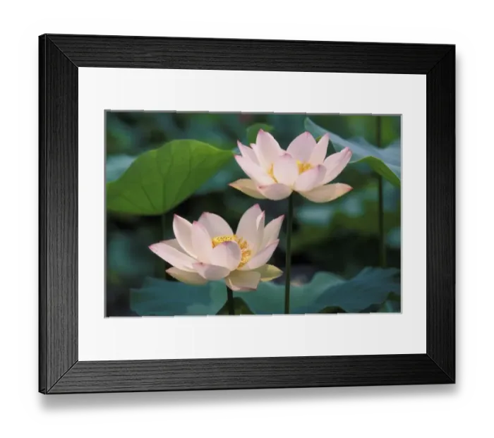 Framed Print : Lotus flower in Framed Print : Lotus flower in