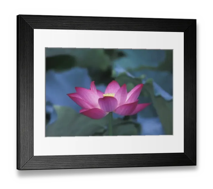 Framed Print : Close-up of red lotus flower and green leaves, Hangzhou, Zhejiang Province, China Framed Print : Close-up of red lotus flower and green leaves, Hangzhou, Zhejiang Province, China