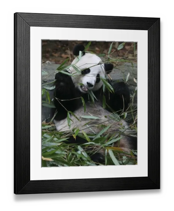 Framed Print : Giant pandas at the Giant Panda Protection & Research Center near Chengdu China