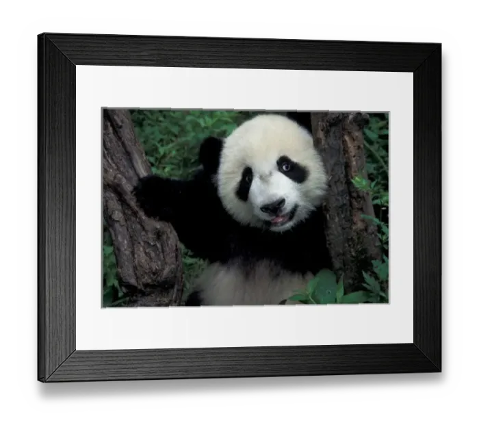 Framed Print : Panda cub with tree, Wolong, Sichuan Province, China Framed Print : Panda cub with tree, Wolong, Sichuan Province, China