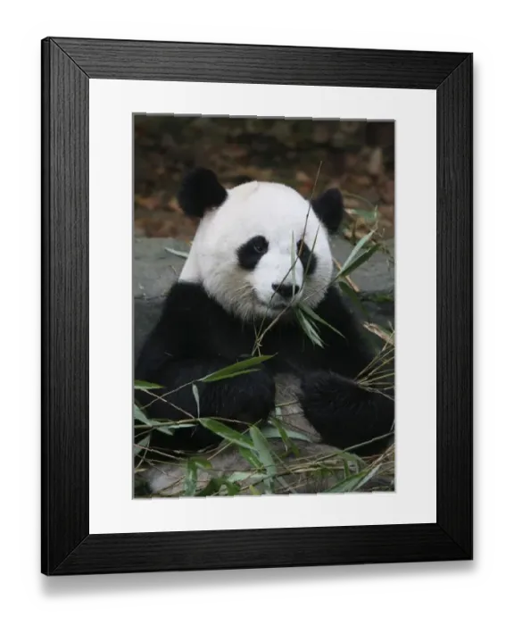 Framed Print : Giant pandas at the Giant Panda Protection & Research Center near Chengdu China