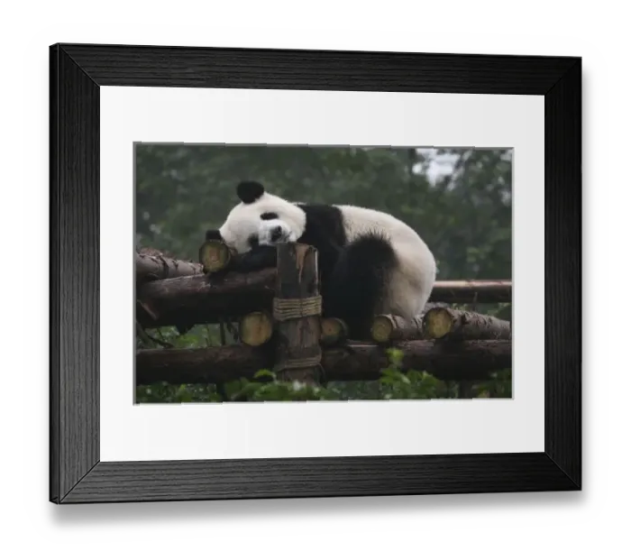 Framed Print : Giant pandas at the Giant Panda Protection & Research Center near Chengdu China Framed Print : Giant pandas at the Giant Panda Protection & Research Center near Chengdu China