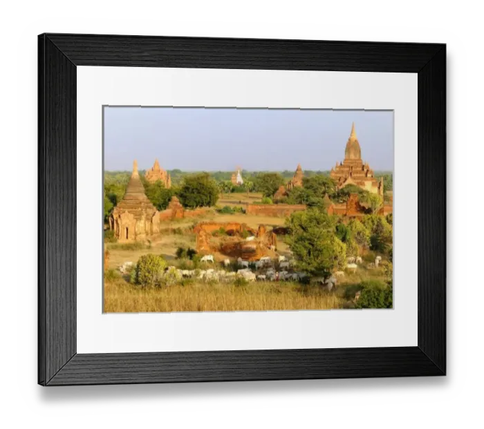 Framed Print : Unknown. Asia, Myanmar (Burma), Bagan (Pagan). Cows pass by some Bagan temples Framed Print : Unknown. Asia, Myanmar (Burma), Bagan (Pagan). Cows pass by some Bagan temples