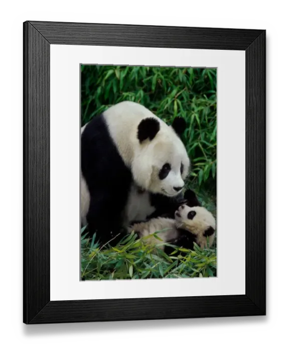 Framed Print : Mother panda and baby in the bamboo bush, Wolong Valley, Sichuan Province, China
