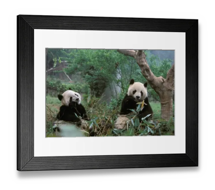 Framed Print : Asia, China, Chengdu. Giant Panda Sanctuary - Young Panda eating bamboo (ailuropoda Framed Print : Asia, China, Chengdu. Giant Panda Sanctuary - Young Panda eating bamboo (ailuropoda
