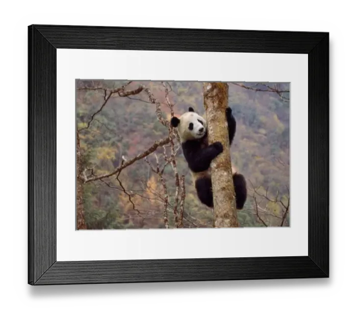 Framed Print : Panda on tree, Wolong, Sichuan, China Framed Print : Panda on tree, Wolong, Sichuan, China