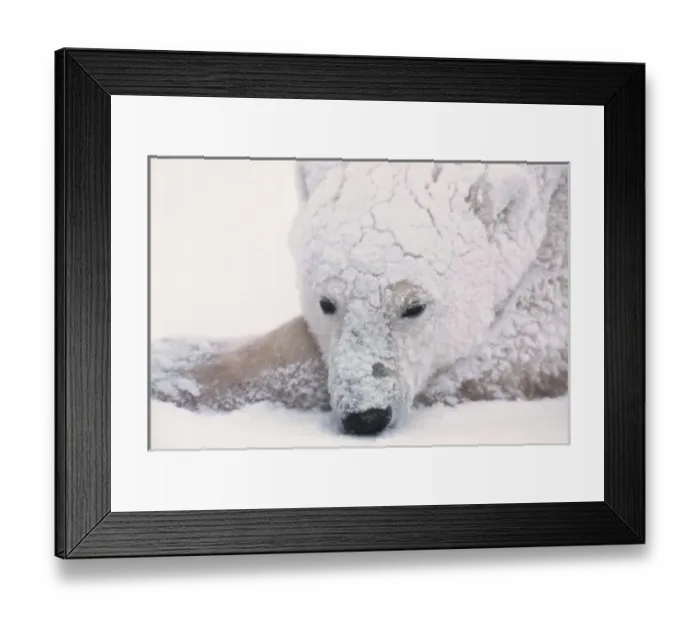 Framed Print : Polar Bear, Urus Maritimus, Arctic, Churchill, Manitoba, Canada, Hudson Bay