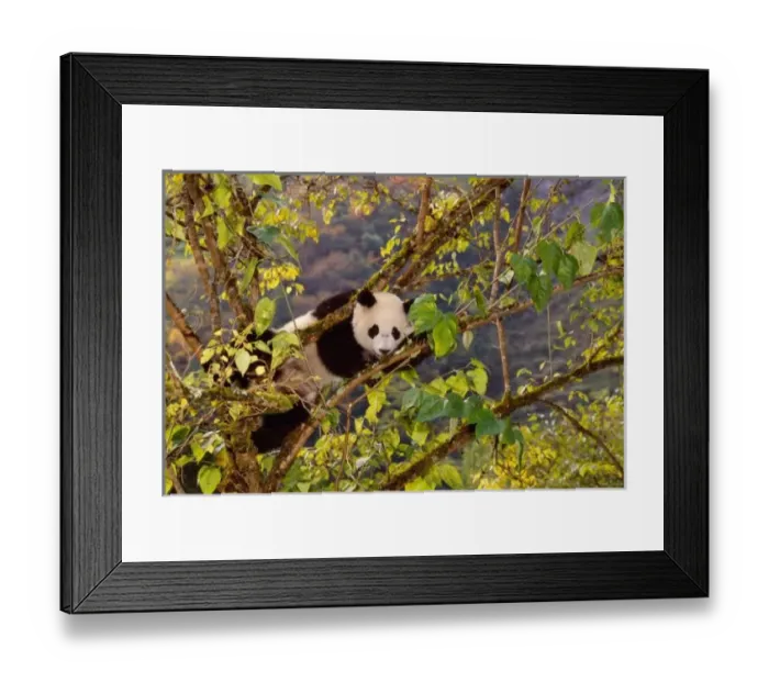 Framed Print : Panda on tree with