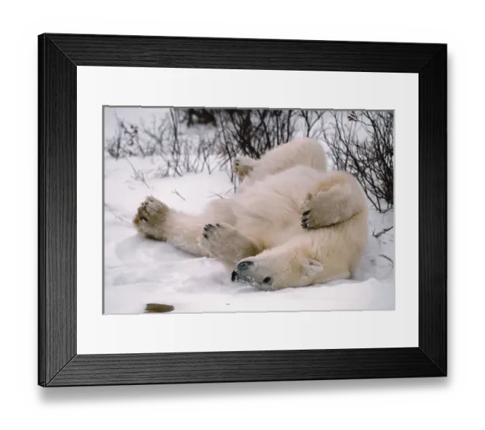 Framed Print : N. A, Canada, Manitoba, Churchill Polar Bear Framed Print : N. A, Canada, Manitoba, Churchill Polar Bear