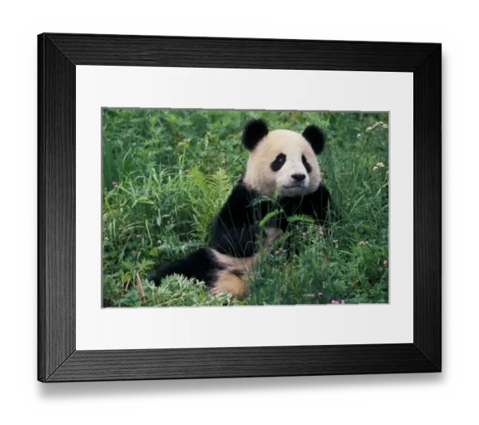 Framed Print : Giant panda in the grass, Wolong Valley, Sichuan Province, China Framed Print : Giant panda in the grass, Wolong Valley, Sichuan Province, China