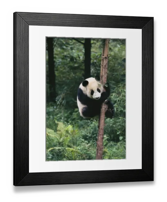 Framed Print : Panda cub climbing the tree, Wolong, Sichuan, China Framed Print : Panda cub climbing the tree, Wolong, Sichuan, China