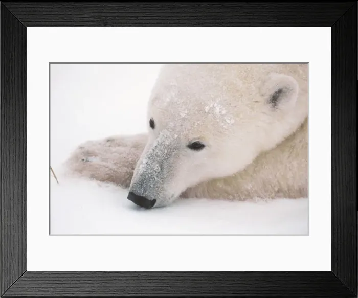 Framed Print : Polar Bear, Urus Maritimus, Arctic, Churchill, Manitoba, Canada, Hudson Bay, Day Dreaming Framed Print : Polar Bear, Urus Maritimus, Arctic, Churchill, Manitoba, Canada, Hudson Bay, Day Dreaming