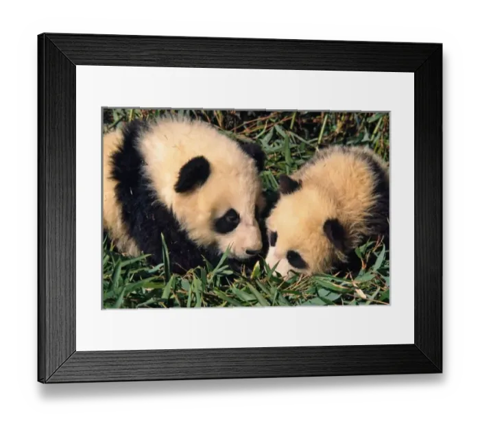 Framed Print : Two panda cubs