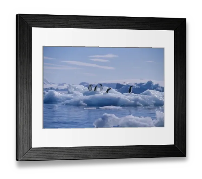 Framed Print : Six Adelie Penguins (Pygoscelis adeliae) on an iceberg. Antarctic Peninsula Framed Print : Six Adelie Penguins (Pygoscelis adeliae) on an iceberg. Antarctic Peninsula