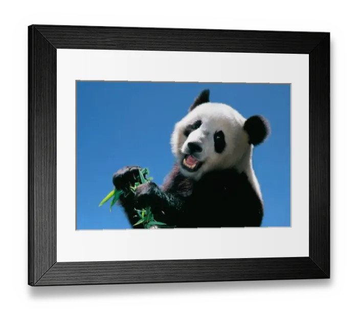 Framed Print : Panda eating bamboo, Wolong, Sichuan, China Framed Print : Panda eating bamboo, Wolong, Sichuan, China