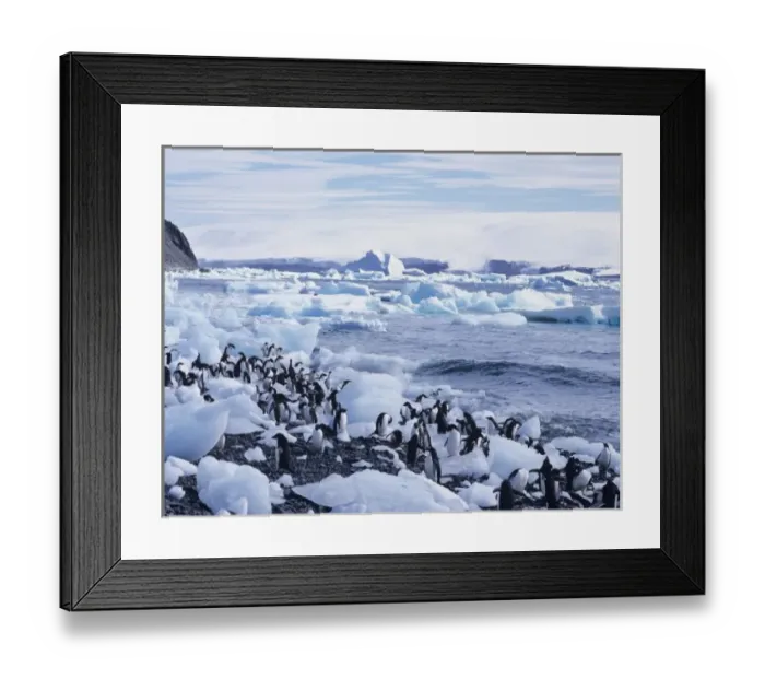 Framed Print : Adelie Penguins (Pygoscelis adeliae) among the icebergs. Antarctic Peninsula Framed Print : Adelie Penguins (Pygoscelis adeliae) among the icebergs. Antarctic Peninsula