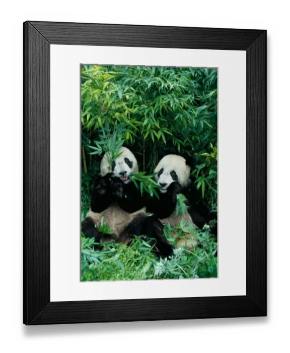 Framed Print : Two pandas eating bamboo together, Wolong, Sichuan, China