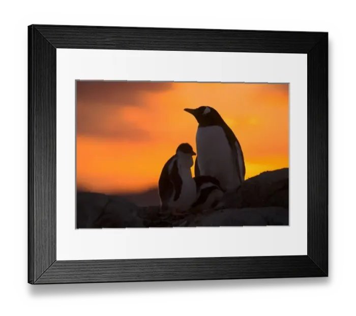 Framed Print : A gentoo penguin Framed Print : A gentoo penguin