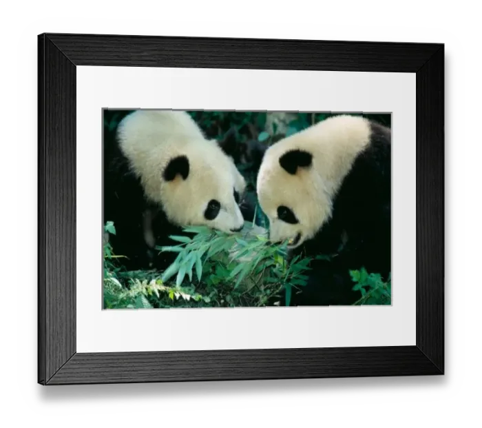 Framed Print : Two pandas eating Framed Print : Two pandas eating