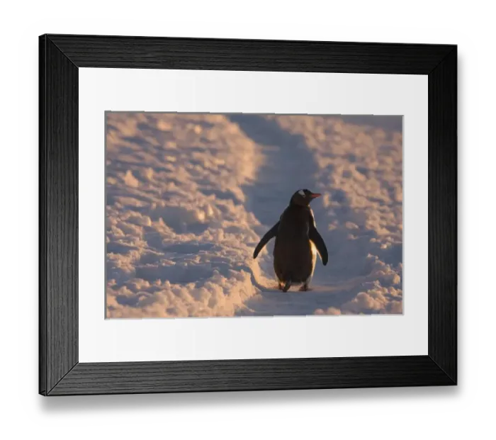 Framed Print : A gentoo penguin pauses for a rest during a march down a penguin trail towards it s Framed Print : A gentoo penguin pauses for a rest during a march down a penguin trail towards it s