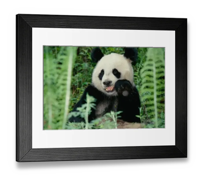 Framed Print : Panda the forest, Wolong, Sichuan, China Framed Print : Panda the forest, Wolong, Sichuan, China